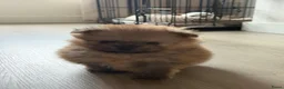 Pomeriaan honden te koop: Raszuivere Pomeranian/pomeriaan/dwergkees puppy’s  - Advertentie 14