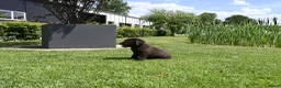 Labrador Retriever honden te koop: Chocolade bruine labrador pups met stamboom ! - Advertentie 32