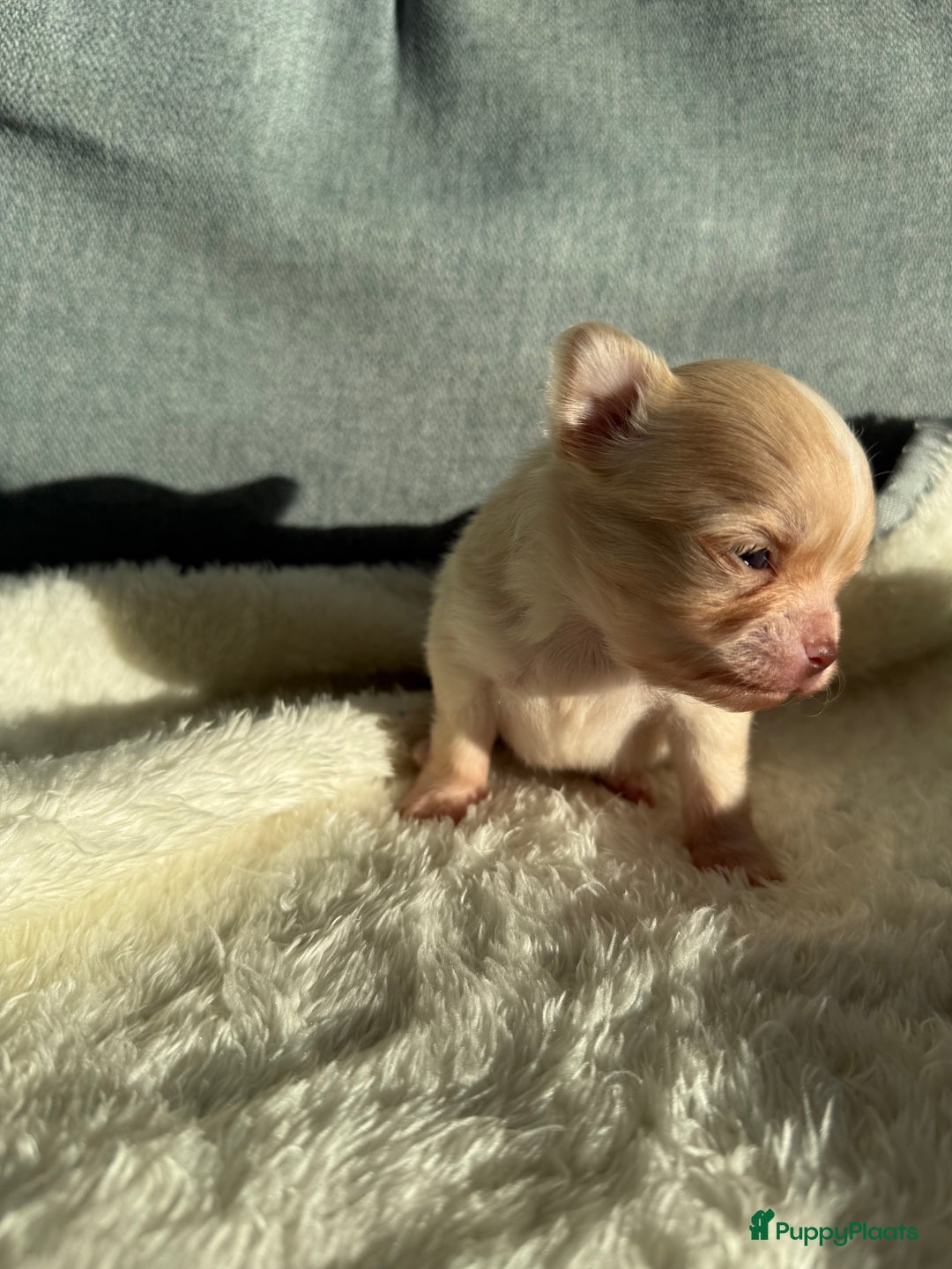 Chihuahua honden te koop: Chihuahuas pups - Advertentie 34