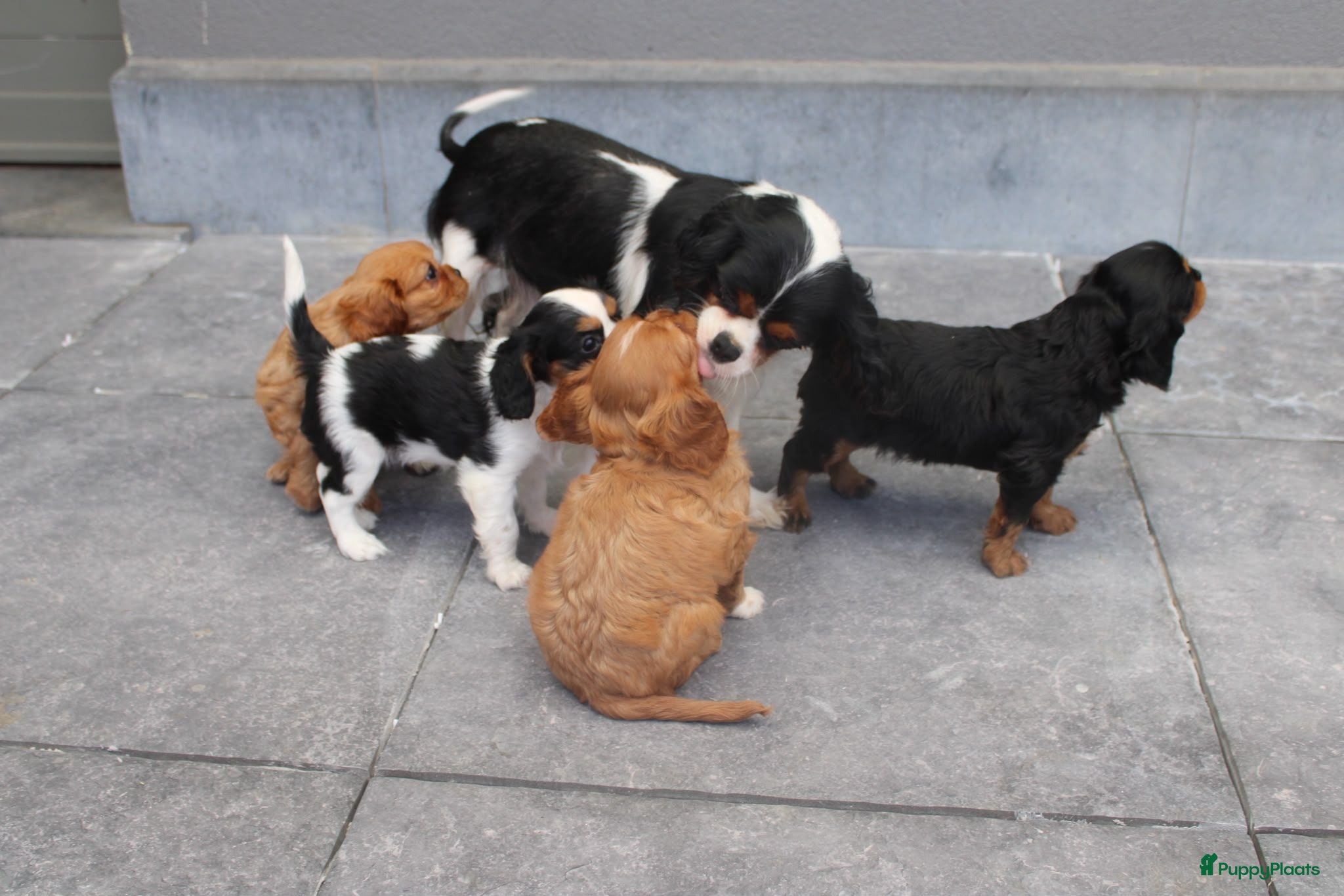 Cavalier King Charles Spaniel honden Cavalier King Charles pups  - Advertentie 1