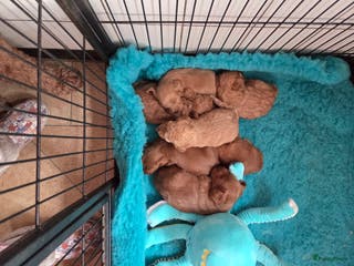 Labradoodle honden Mini doodle - Advertentie 1