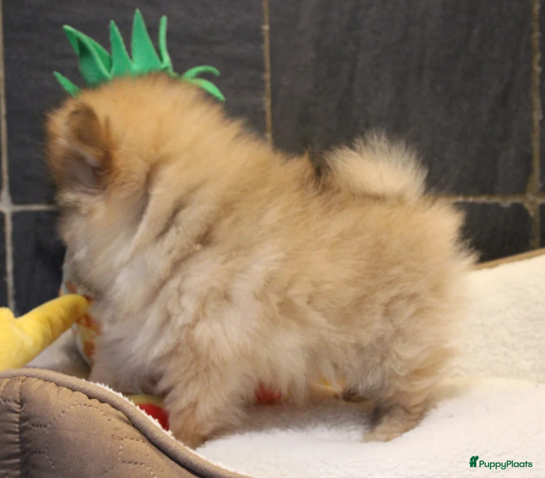 Pomeriaan honden te koop: Pomeriaan pups - Advertentie 5