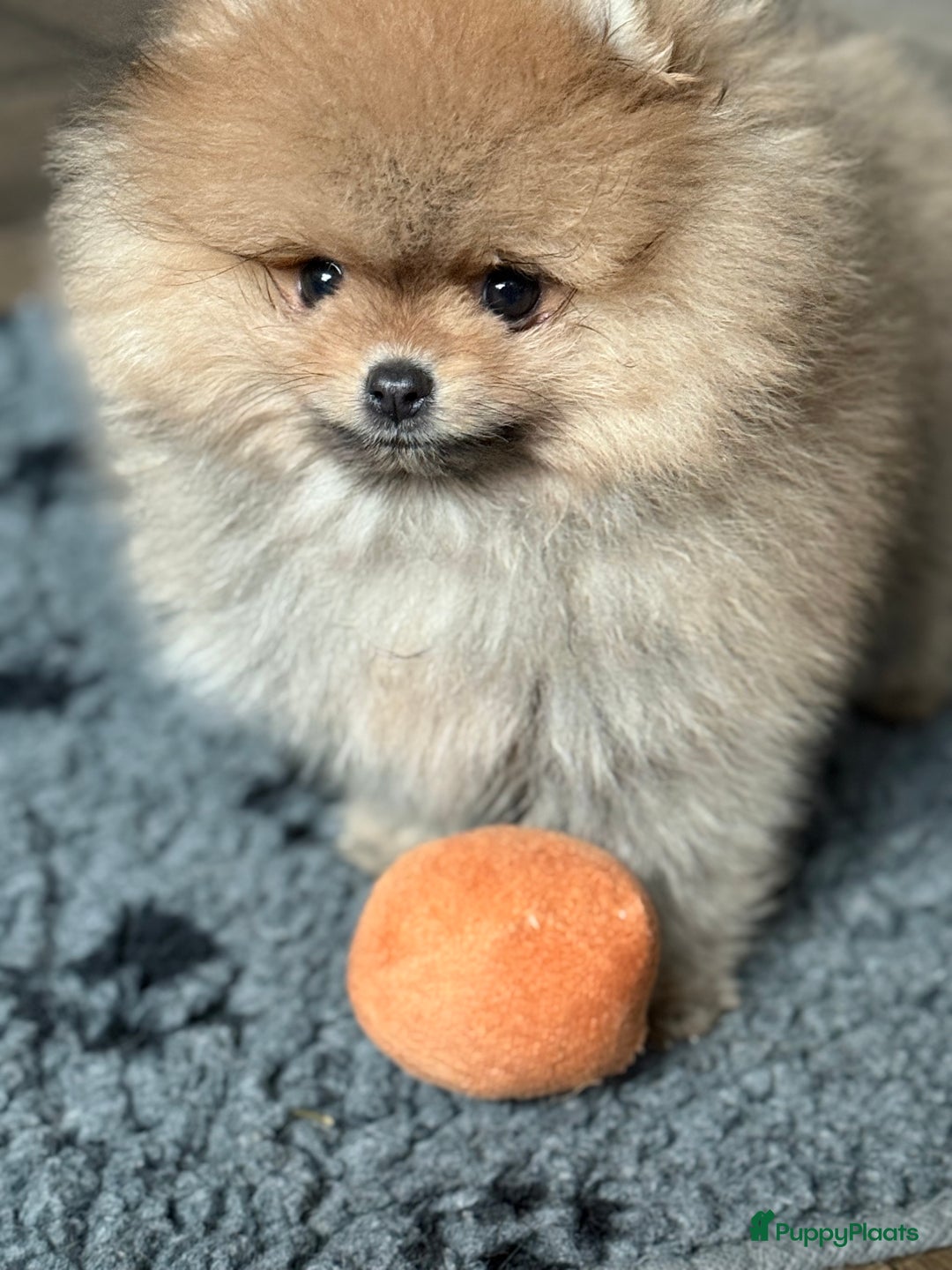 Pomeriaan honden te koop: Raszuiver Mini Pomeriaan Pup Bear Face  - Advertentie 4