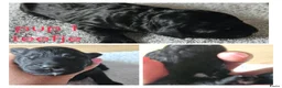 Australian Labradoodle honden te koop: Prachtige medium labradoodle pups - Advertentie 10