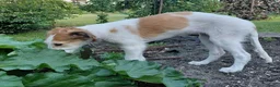 Barsoi honden te koop: AZALIA, Borzoi-teef uit FCI-kennel zoekt thuis - Advertentie 4