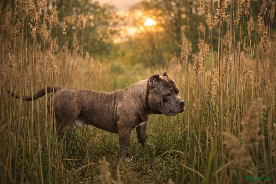 Amerikaanse Bully honden ter dekking: American bully pocket dekreu - Advertentie 1