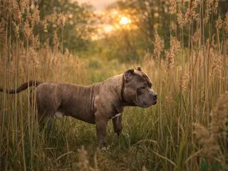 Amerikaanse Bully honden American bully pocket dekreu - Advertentie 1