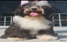 Tibetaanse Terriër honden te koop: Tibetaanse terrier pups - Afbeelding 2