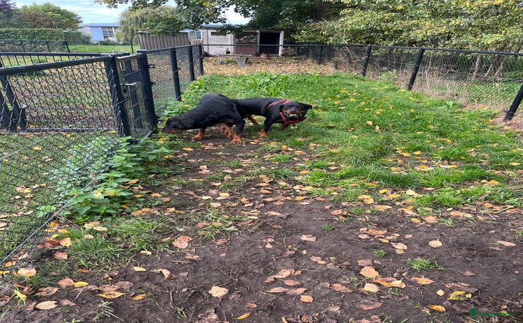 Rottweiler honden Rottweiler pups op komst! - Advertentie 1