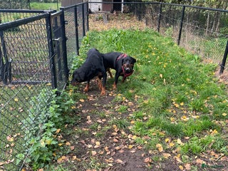 Rottweiler honden Rottweiler pups op komst! - Advertentie 1