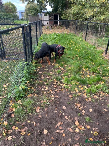 Rottweiler honden Rottweiler pups op komst! - Advertentie 1