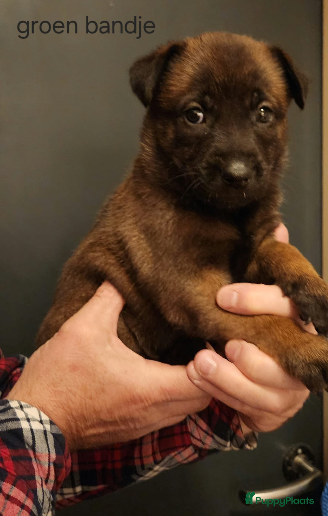 Mechelse Herder honden te koop: Mechelse Herder pups  - Advertentie 6