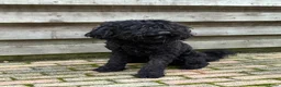 Barbet honden te koop: Co own adres gezocht - gratis!  - Advertentie 4