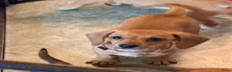 Kruising honden te koop: 1 teefje en 1 reutje 💙❤️ - Advertentie 2
