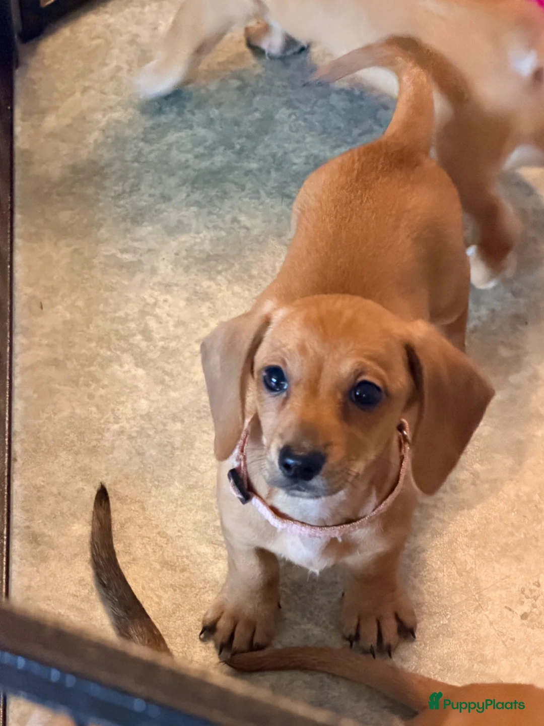 Kruising honden te koop: 1 teefje en 1 reutje 💙❤️ - Advertentie 2