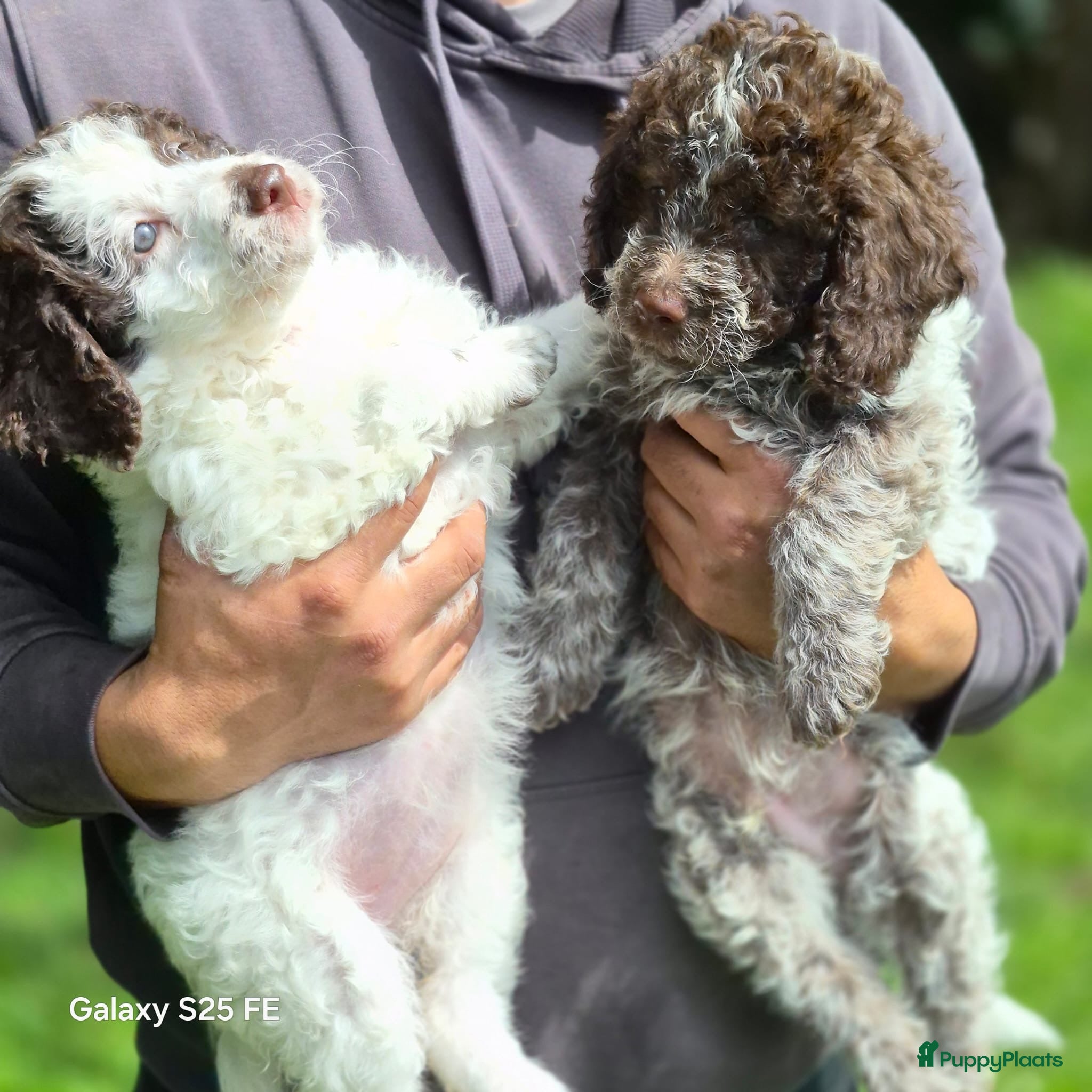 Lagotto Romagnolo honden Italiaanse waterpuppy's - Advertentie 1