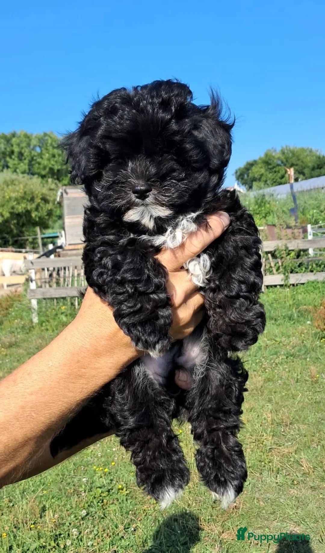 Kruising honden te koop: Mini Doodle pups  in IJsselstein - Advertentie 2