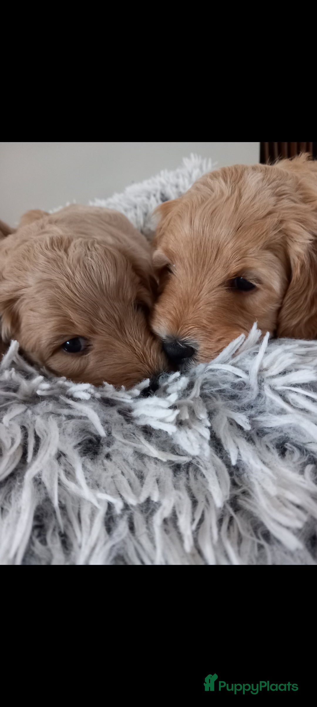 Kruising honden te koop: Prachtige Australian (halve) labradoodle puppies  - Advertentie 8