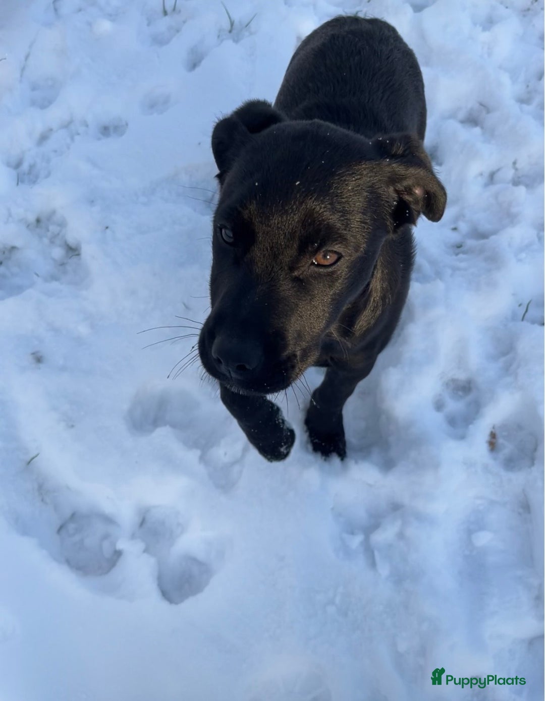 Kruising honden te koop: Labrador kruising kooiker  - Advertentie 7