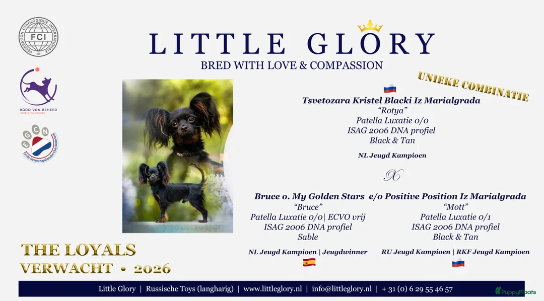 Russische Toy Terriër honden te koop: Pups verwacht in 2026 - Advertentie 1