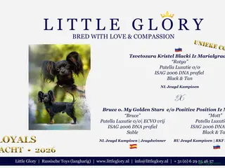 Russische Toy Terriër honden De lente hangt in de lucht; pups verwacht in mei! - Advertentie 17