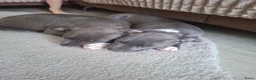 American Staffordshire Terriër honden te koop: American Staffordshire Terrier-last 3 puppies !!! - Advertentie 6