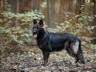 Duitse Herder honden Mooie Duitse Herder zoekt nieuwe thuis - Advertentie 1