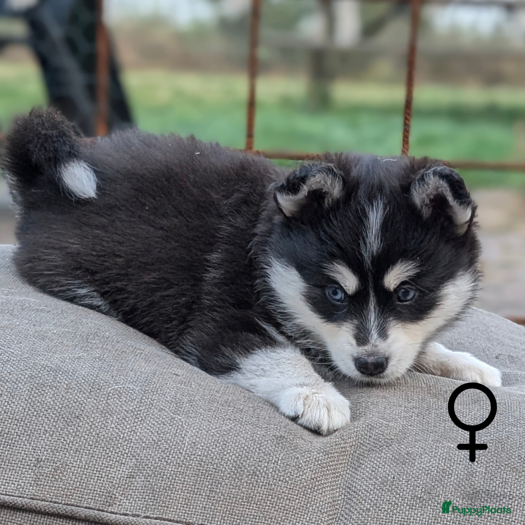 Pomsky honden te koop: Prachtige pomskypups  - Afbeelding 7