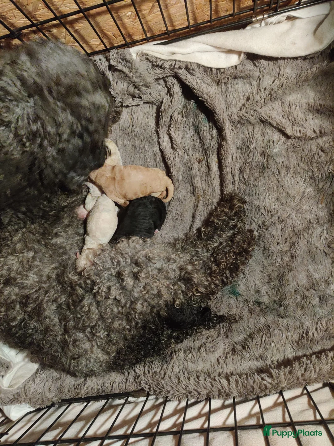 Labradoodle honden te koop: Mini doodle puppys - Advertentie 1