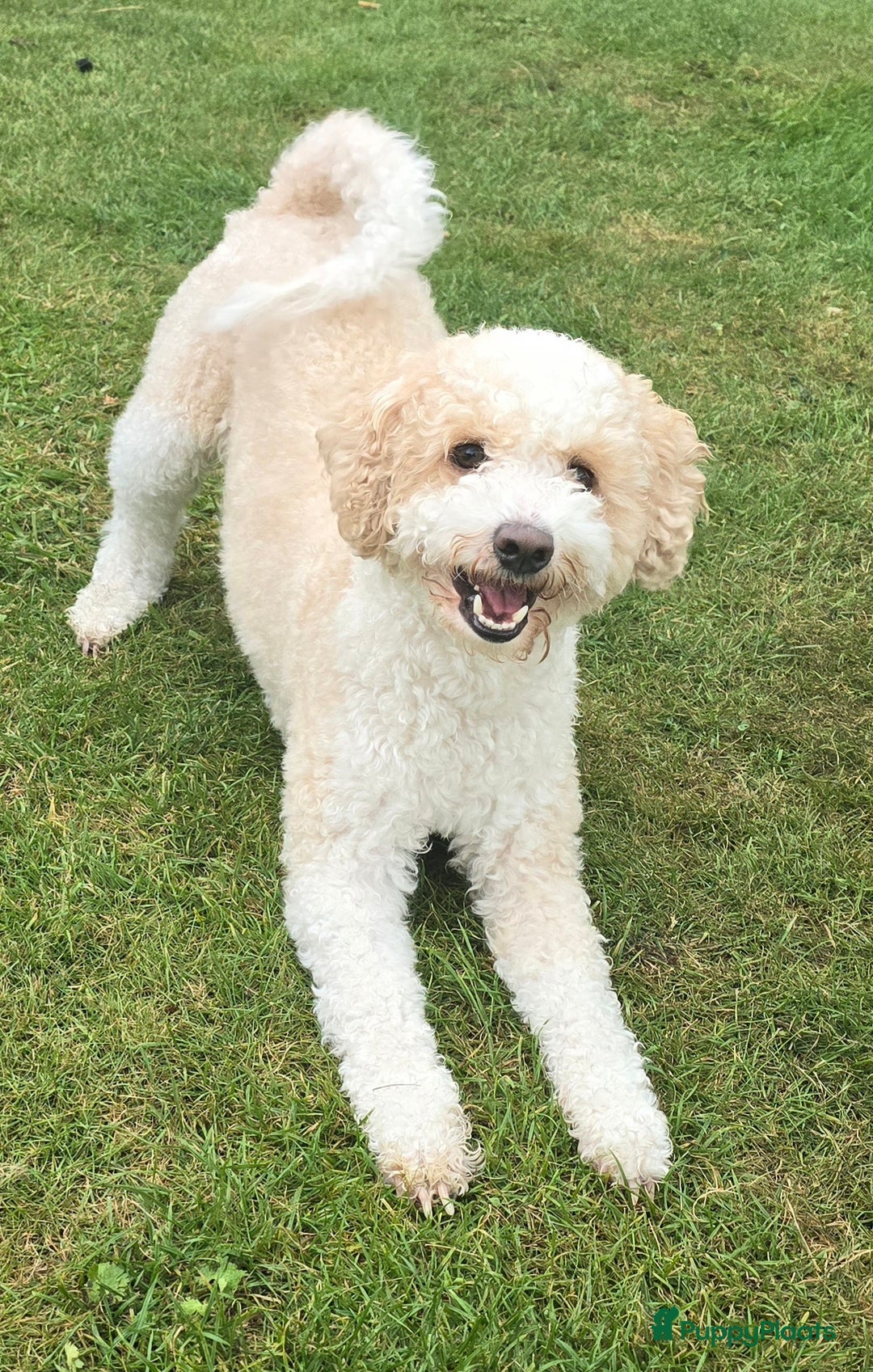 Kruising honden te koop: Goldendoodle multigen reutjes mogen verhuizen - Advertentie 18