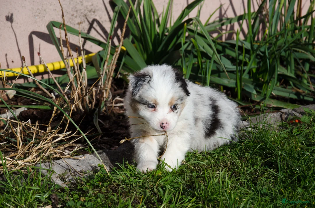 Border Collie honden te koop: Border collie puppies geboren op boerderij (BE) - Advertentie 17