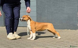 American Staffordshire Terriër honden te koop: American Staffordshire Terrier pup met stamboom  - Afbeelding 2