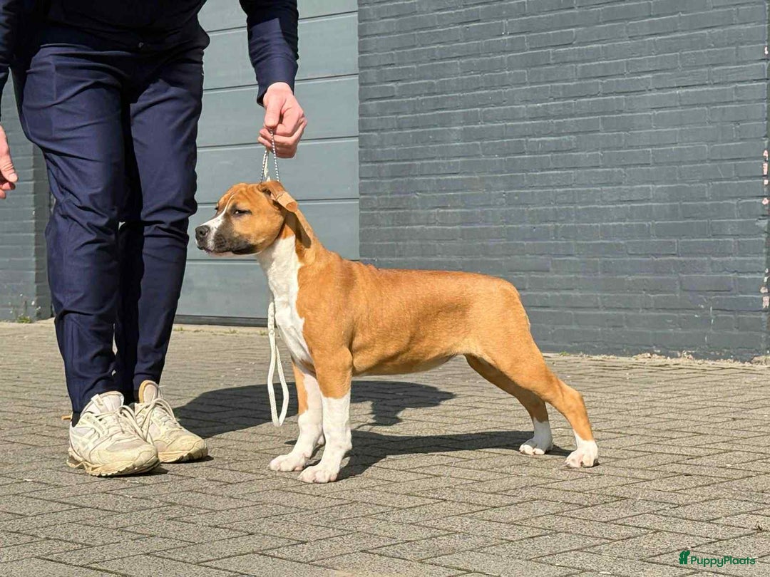 American Staffordshire Terriër honden te koop: American Staffordshire Terrier pup met stamboom  - Afbeelding 2