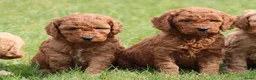 Cockapoo honden te koop: Knappe Cockapoo pups. - Advertentie 1
