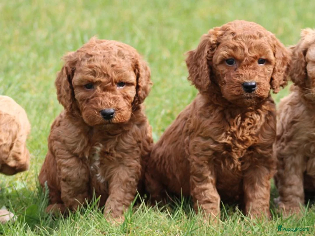 Cockapoo honden te koop: Knappe Cockapoo pups. - Advertentie 1