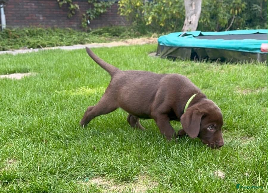 Kruising honden Nog 2 Weimaraner x Labrador ( Labmaraner) pups - Advertentie 2