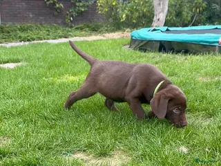 Kruising honden Nog 2 Weimaraner x Labrador ( Labmaraner) pups - Advertentie 2