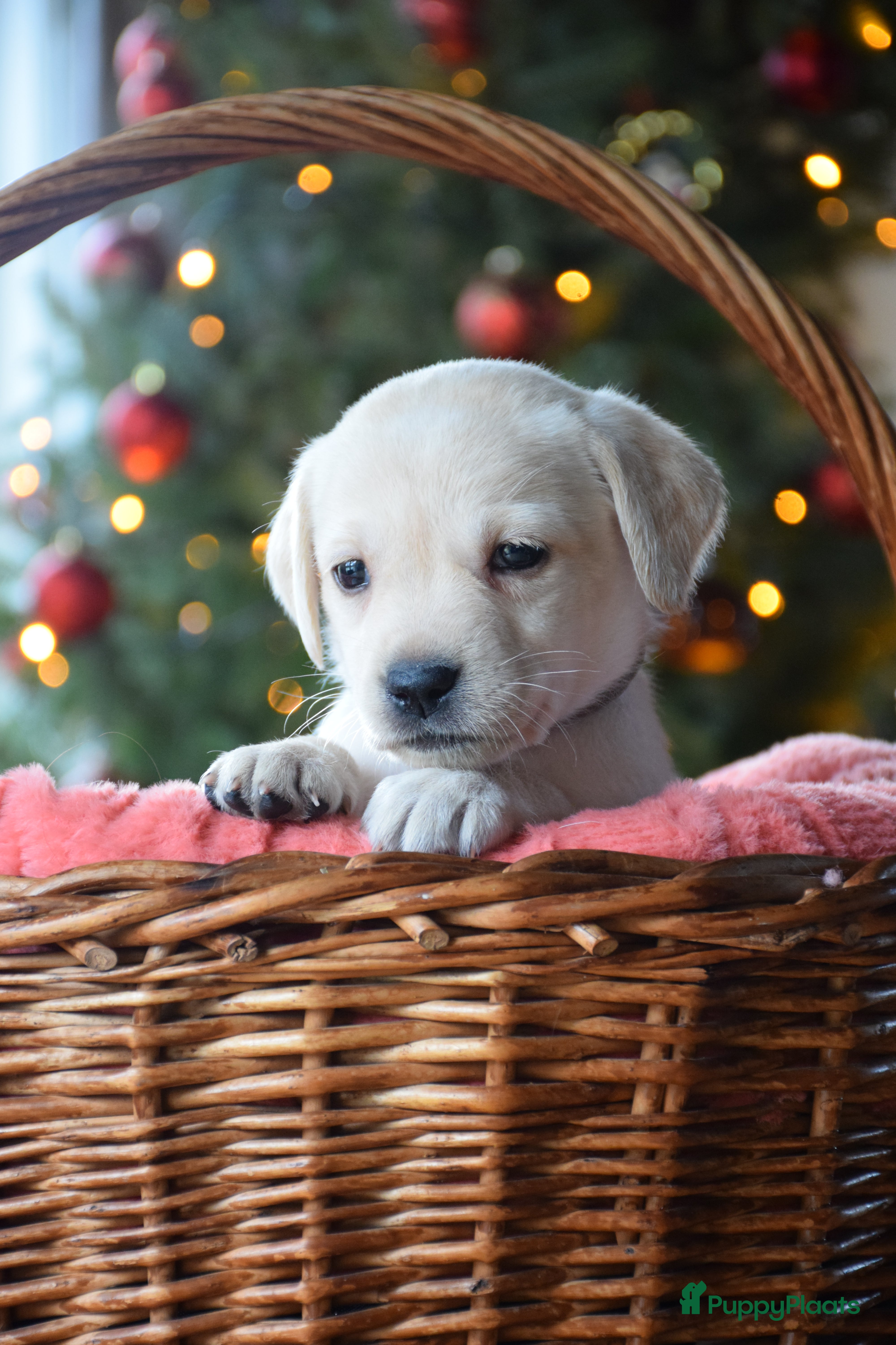 Labrador Retriever honden Lief blond labrador teefje - Advertentie 3