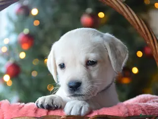 Labrador Retriever honden Lief blond labrador teefje - Advertentie 3