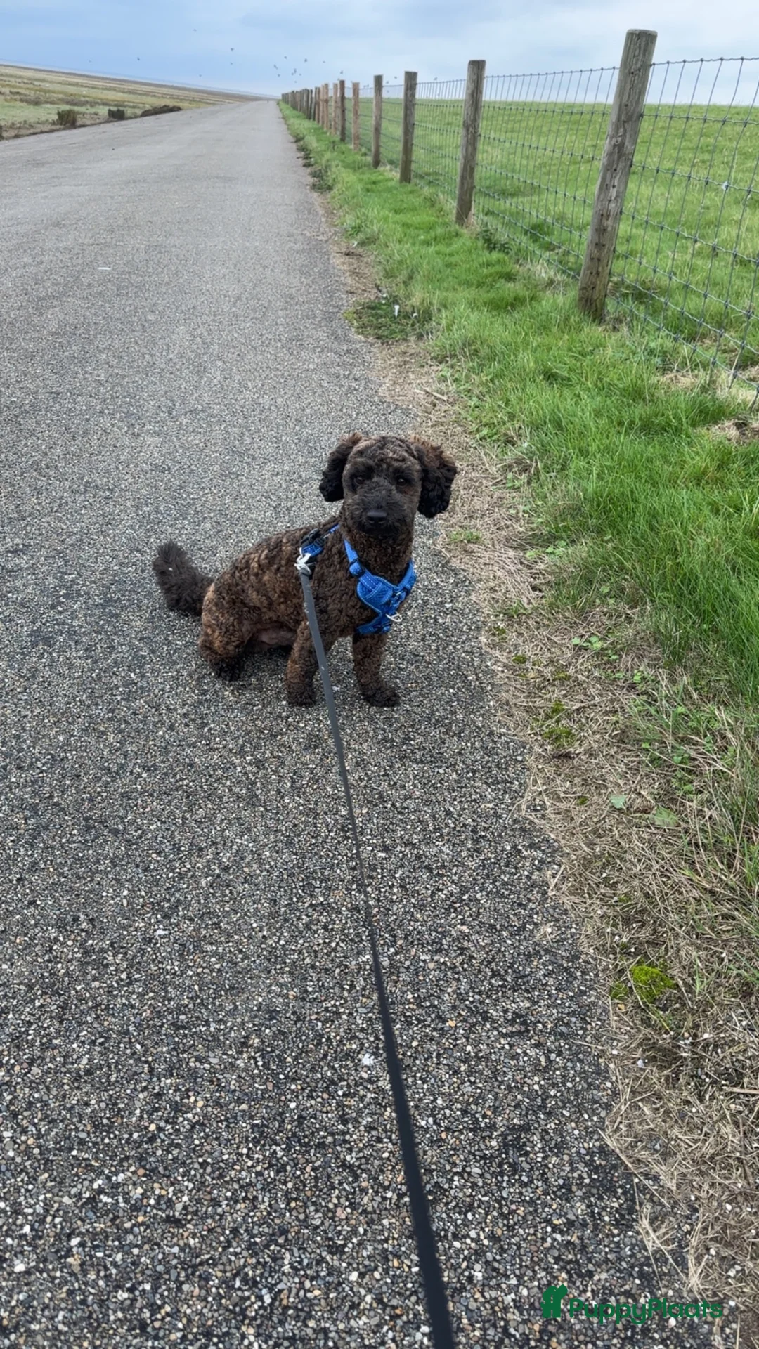 Maltipoo honden ter dekking: Maltipoo dekreu aangeboden  in Damwâld - Advertentie 2