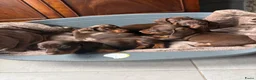 Teckel (korthaar)  honden te koop: Dwerg Teckel schatjes . - Advertentie 7