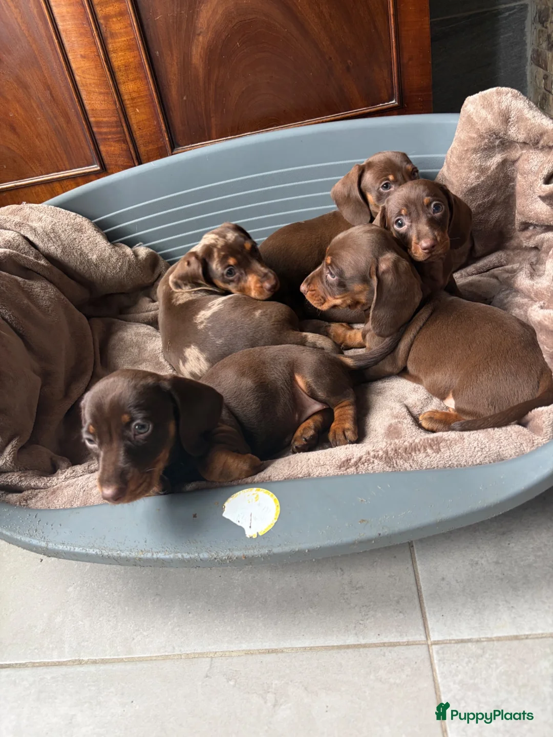 Teckel (korthaar)  honden te koop: Dwerg Teckel schatjes . - Advertentie 7