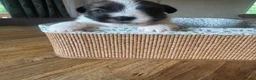 Jack Russel Terriër honden te koop: Jack Russel pups te koop met stamboom - Advertentie 5