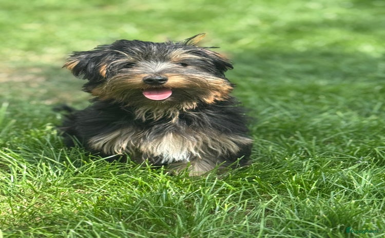 Yorkshire Terriër honden - Advertentie 3