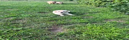 Golden Retriever honden te koop: Prachtige golden retriever pups (geteste ouders) - Advertentie 8