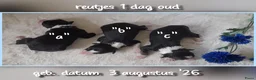 Border Collie honden te koop: Prachtige, Border Collie pups, 100% raszuiver! - Advertentie 14