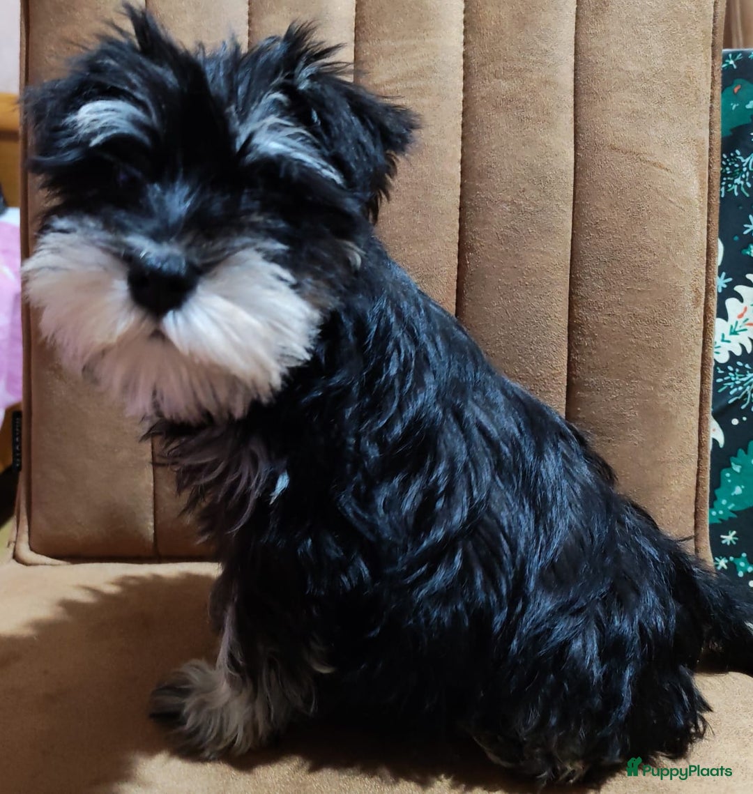 Dwergschnauzer honden te koop: Dwergschnauzer pups - Advertentie 3