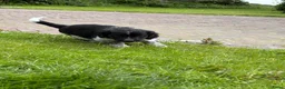 Friese Stabij honden te koop: Friese stabij puppy’s  in Uithuizermeeden - Advertentie 9