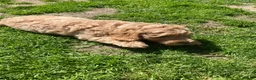 Australian Labradoodle honden te koop: Schitterende labradoodles - Advertentie 15