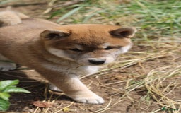 Shiba honden te koop: Shiba teefje met stamboom - Afbeelding 13